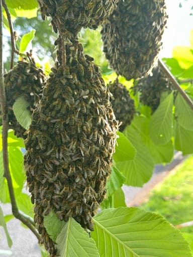 Local Raw Artisan Honey & Handmade Beeswax Candles straight from the Beekeeper 